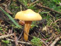 Falscher Pfifferling